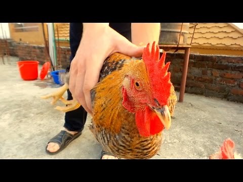 How to Kill and Clean a Chicken in 10 Easy Steps