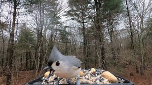2.5K views · 345 reactions | Tufted Titmice, White-breasted Nuthatch, Black-capped Chickadee | Critter Cam | Facebook