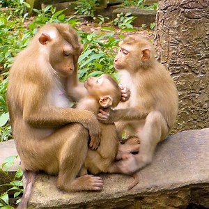 2K views · 61 reactions | Intelligent Baby Amanda Request Sister Libby Comfort Take Care | Baby Lion | Facebook