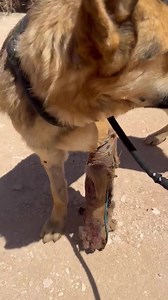 White Paws German Shepherd Rescue on Reels