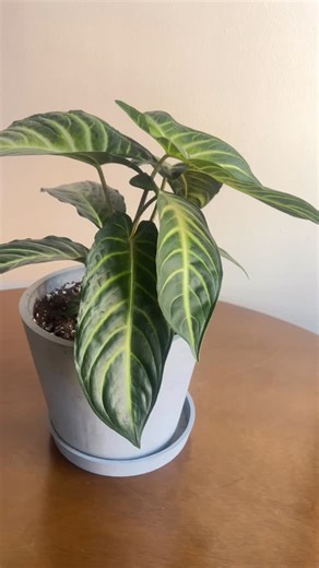 The stunning xanthosoma lindenii 凉 #bloomscape #houseplants #xanthosoma #xanthosomalindenii | Bloomscape | Facebook