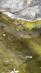 Now it is proven that sex causes death. An AWESOME snake encounter 勞 with this 2 Stripe-striped Garter snake eating a mating pair of Baja California Tree frogs!!! It was so cool to watch this snake hunt for 15-20 minutes before turning around and heading back on our hike. #Repost @jjsnakes #snake #snakefeeding #wildencounters #crazynature #wildlife #reptiles #frogs #exploremore | Species, Nature & Art | Facebook
