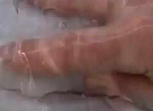 Fun With Dolphin Pussy GayBeast.com - Zoophilia Dude