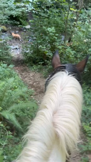 9.5K views · 87 reactions | The steep slide in and climb out the other side | Scout's Trail | Facebook