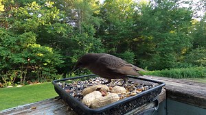 66 reactions · 14 shares | Stand Off - a young European Starling vs. Female Red Bellied Woodpecker | Critter Cam | Facebook