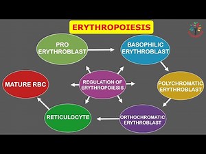 Erythroid Cell Maturation (Erythropoiesis) and It's Regulation ll #PATHOGENESIS ll #Barman_Sir