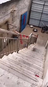 gato teimoso 🐱 | Focal Flow