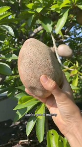 16K views · 609 reactions | Cultivar un árbol de mamey en casa es una aventura llena de sabores tropicales y satisfacción. Con espacio y cuidados adecuados, podrás disfrutar de frutas dulces y nutritivas directamente desde tu propio huerto. 省 #Huerto #HuertoEnCasa #Jardinería #Plantas #ÁrbolDeMamey #frutales | Edén Agricultura Urbana | Facebook