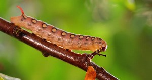 Spotted Caterpillar Crawling on a Branch in Nature