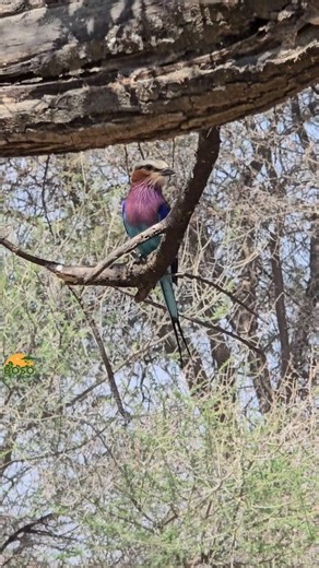 The Lilac-breasted Roller is a vibrant bird, admired for its stunning colors. Spotted in Tarangire National Park, Tanzania with Boso Tour & Safaris #TarangireNationalPark #Tanzania #TanzaniaSafari #AfricanSafari #WildlifePhotography #BirdsOfAfrica #NatureLovers #ExploreTanzania #SafariLife #AdventureAwaits #TravelAfrica #Wanderlust #NaturePhotography #bosotours #travelafrica2026 | Women Love Travel - Africa by Boso Tours