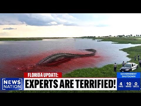 Footage From Lowering Lake Okeechobee In Florida Reveals Something Moving Across The Bottom