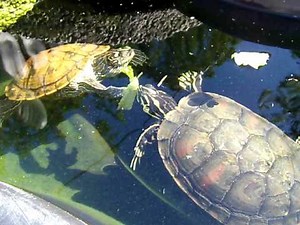 Aquatic Turtles Eating Lettuce In Their Outdoor Pond