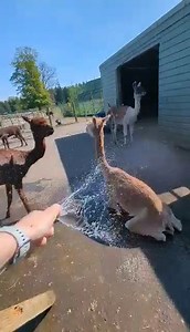 Anyone else feeling the heat? 🥵 Our alpacas enjoyed a lovely cooling shower, courtesy of Keeper Morgan. 💧 . . . 📷 Pets' Farm Keeper Morgan | Blair Drummond Safari Park