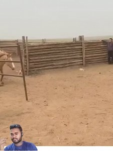 Cómo entrenar un caballo | Videos de Twitch Y Youtube