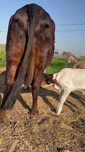 Big cow#cow #dairyfarm #dairy_farming #modern_dairy_farming #modern_agriculture | Dairy Cow TV