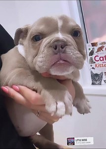Stompy. Miniature British bulldog. 5 months old. size of a Frenchie.. will be small and compact.. too cute 🐶🐾🥰❤️🐶 | Bullies Downunder Exotic French, British bulldogs & Mini Pocket bully's