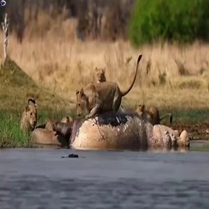 hippo floats to the lions the lion lies still and food comes to him hoppo navigates to stop by the shore | Wild Africa