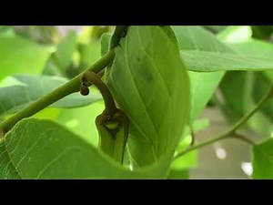 How I Hand Pollinate Cherimoya