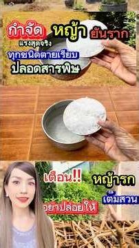ตะลึงแค่สิ่งนี้ ￼ กำจัดหญ้าตายเรียบยันรากกำจัดมดแมลงปลวกในดินขั้นเด็ดขาดสูตรธรรมชาติแม่ก้อยพาทำ