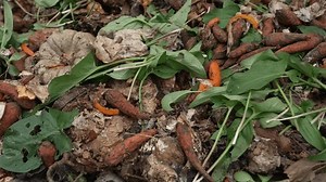 Un mélange de déchets alimentaires biodégradables : vidéo de stock (100 % libre de droit) 3942999021 | Shutterstock