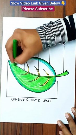 Leaf Drawing | Leaf diagram Easy Drawing | Parts of a Leaf Drawing with Labels