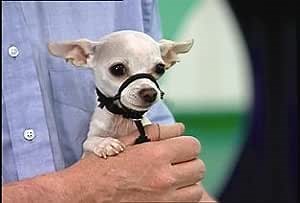 Snoot Loop: Petite, Regular, Black