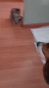 2.2K views · 87 reactions | Osiris♥️ Necesita una familia urgente!...