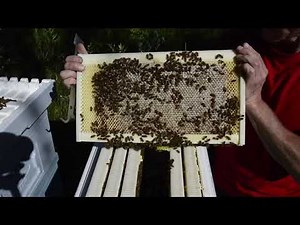 New Paradise Honey Smart Beebox system