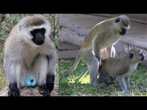 Vervet Monkey (Blue Balls) Mating Behavior