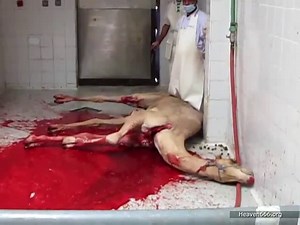 Halal Slaughter Of Camel