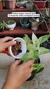 Queen Marble Pothos – Plant Care Guide/Simple Care Guide #gardening #PlantCare #fblifestyle Mamalyn's Garden | Mamalyn's Garden