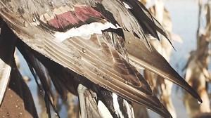 4.1K views · 226 reactions | A STUD Pintail! | Hunt Factory Inc | Facebook