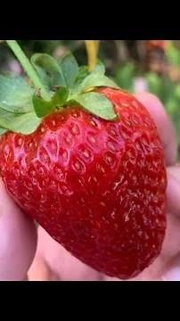 Gardening in Arizona ~ Sequoia Strawberry