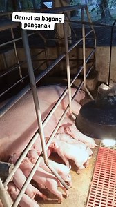 51K views · 1.5K reactions | Pagbibigay ng antibiotics sa bagong panganak. #highlights #tips | jefroxz23 hog procedure. | Facebook