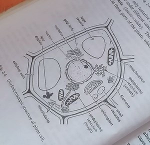 The diagram shows the ultramicroscopic structure of a plant cel... | Filo