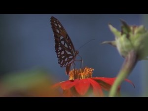 Risk of extinction: Monarch butterflies added to endangered species list