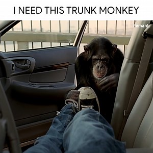 3.1K views · 62 reactions | I need this trunk monkey  | Julia Bender | Facebook