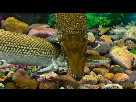 Alligator gar fish