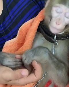 Rescued this monkey in really bad condition. Having severe seizures. Blood chemistry is done. Poor soul is unable to eat food. Meanwhile treatment is started Please pray 🙏 And our rescue cases need your support badly We are managing more than 150 animals who are dependent on us. Donate 500/- 1000/- 1500/- whatever is easy for you but Please DONATE Without your support its totally impossible to take so many cases. Donors may donate by easy paisa, mobi cash, jazz cash or transfer to our bank acco