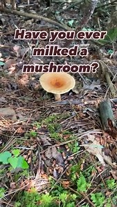 🥛🍄Meet the milk caps- this milky latex liquid (one of the more unusual identifying features in mushroom hunting) can actually be found in many species of mushrooms in our area. The genus Lactifluus and Lactarius contain these sap producing fungi- some are edible, some toxic, some burning hot like wasabi, and some can even be used to as a sustainable source of rubber! Our favorites for eating around here are L. corrugis and L. Volemus. Both fruit in abundance through the summer, produce lots of