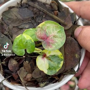 1.9K views · 108 reactions | แรร์ แน่นอน ⚡️ | Caladium | Facebook