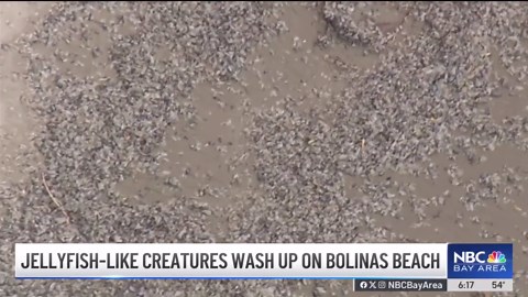 Jellyfish-like creatures wash up on Bolinas Beach in Marin County