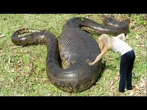 BIGGEST SNAKES in the world found alive and caught on camera! (Mega Snakes Compilation Video!)