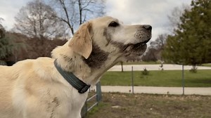 Ein schmutziger Labrador Retriever mit Kragen: Stockvideos & Filmmaterial (100 % lizenzfrei) 3706002377 | Shutterstock
