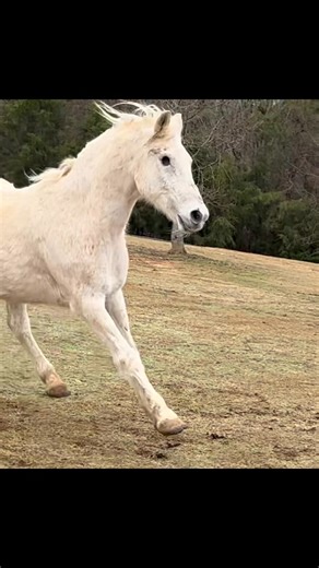 This is how all men act when they see me. Do I have to say it again? It’s my animal magnetism! 😎🤪 Notice how he cocks his head to the right as he runs? It is because he is missing his right eye so he has to turn his head to see me with his left eye. Do I have to say it again? He can’t keep his eye off of me. 🤪💕🤪 | Frog Song Farm Sanctuary