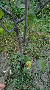 151K views · 3.4K reactions | Cum formăm coroana la prun! | Tibi Tips | Facebook