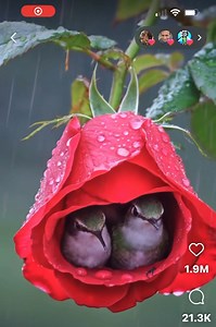 32K views · 1.5K reactions | #MexicaTribe #hummingbirds | Aztec Nation | Facebook