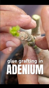 👆🏻glue grafting in ADENIUM #grafting #adenium #adeniumgrafting #grafted #adeniumcare #gardening