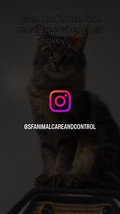 1.4K views · 43 reactions | Folsom Street Fair may have passed this weekend, but you know who celebrates naked everrryday? Bryant street fair party animals at the ACC! Check out Blue, Vinny, our bare buns, Jack Jack, Pluto and Latte! #folsom #bryant #sfacc #opttoadopt | Animal Care & Control San Francisco | Facebook