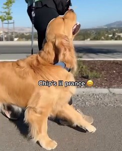 39 reactions | Prancing into the weekend like Chip : @gamjamypotato | Natural Dog Company | Facebook